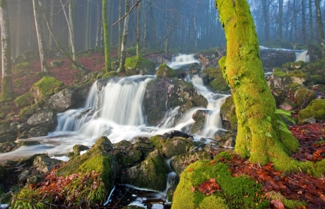 A series of waterfalls running through woods in Galloway