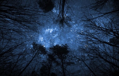 view of the milky way through bare trees