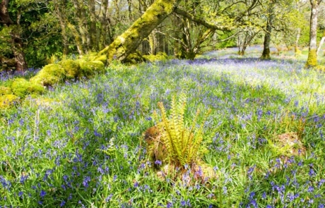 Bluebells carpeting a wood in Galloway