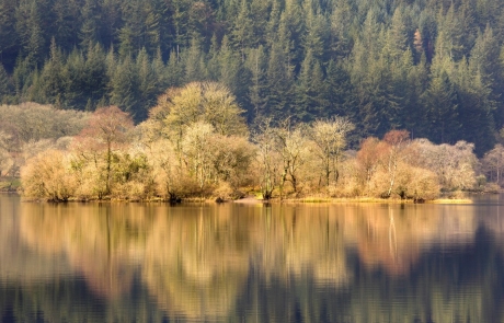 Trees reflected in a still loch in Galloway Forest Park