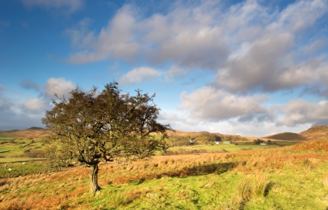 Hilltop view over Galloway with tree in foreground